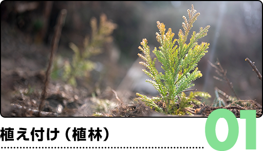 01.植え付け(植林)