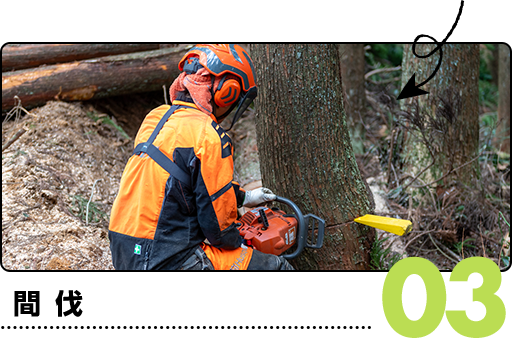 03.間伐