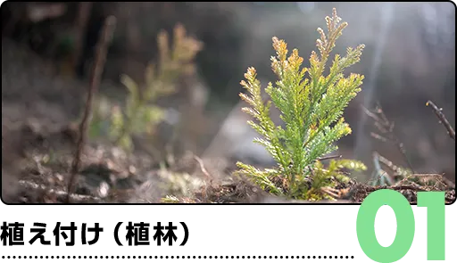01.植え付け(植林)